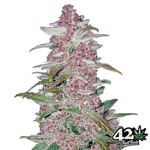 BlackBerry Auto
