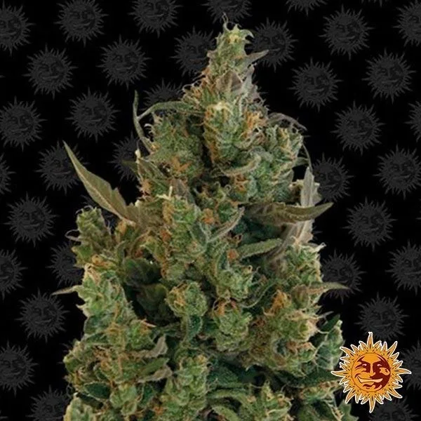 Blue Cheese