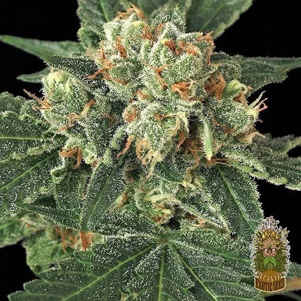 Blue Monkey