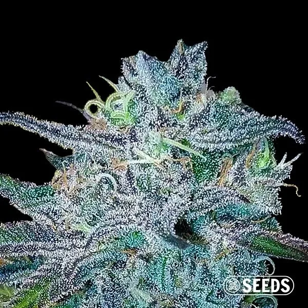 BlueBerry