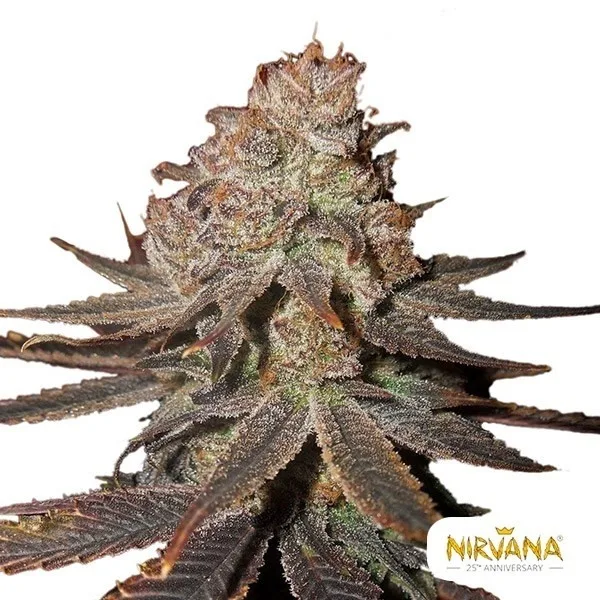 Blueberry Auto