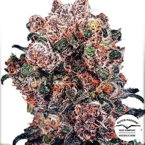 BlueBerry regular