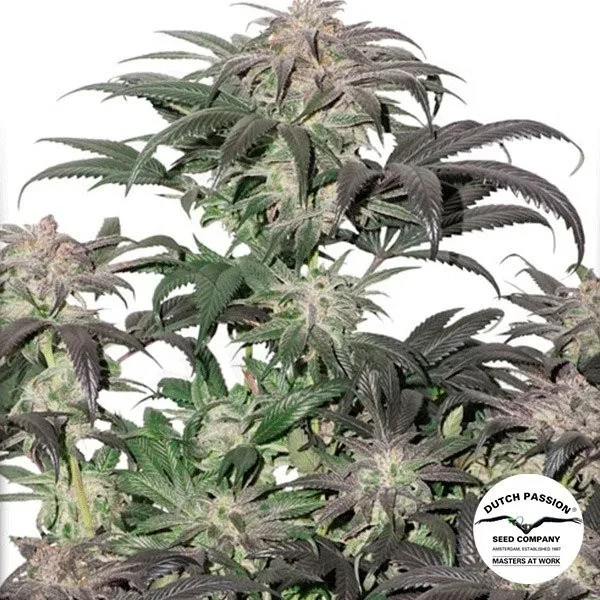 Bubba Island Kush