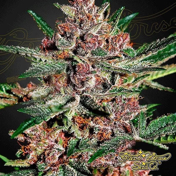 Bubba Kush