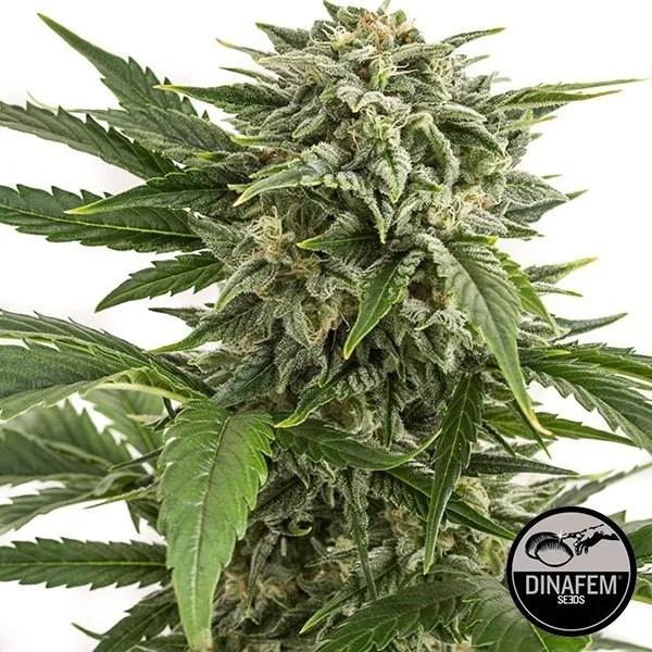 Bubba Kush Autoflowering
