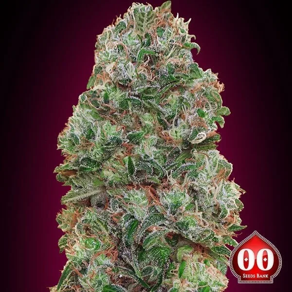 Bubble Gum