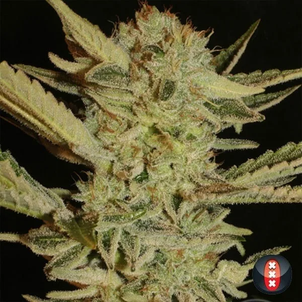 Bubble Gum regular