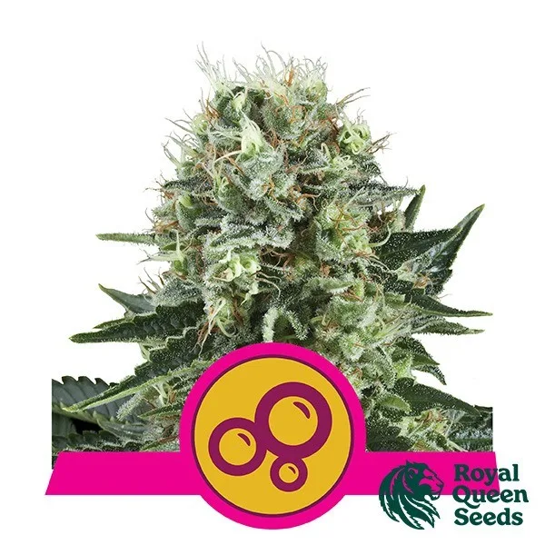 Bubble Kush