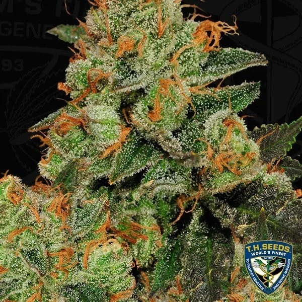 Bubblegum