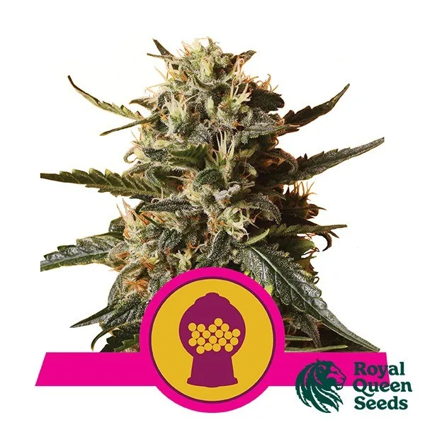 Bubblegum XL