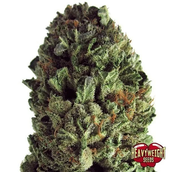 Budzilla