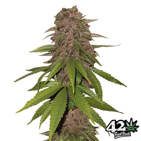 C4 Auto