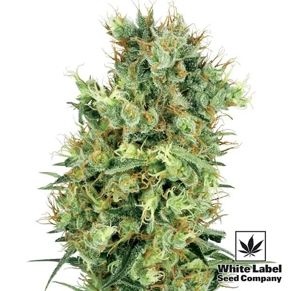 Cali Orange Bud regular