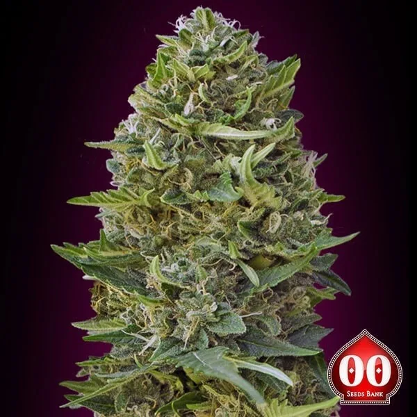 Caramel Kush