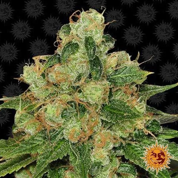 CBD Caramel Regular
