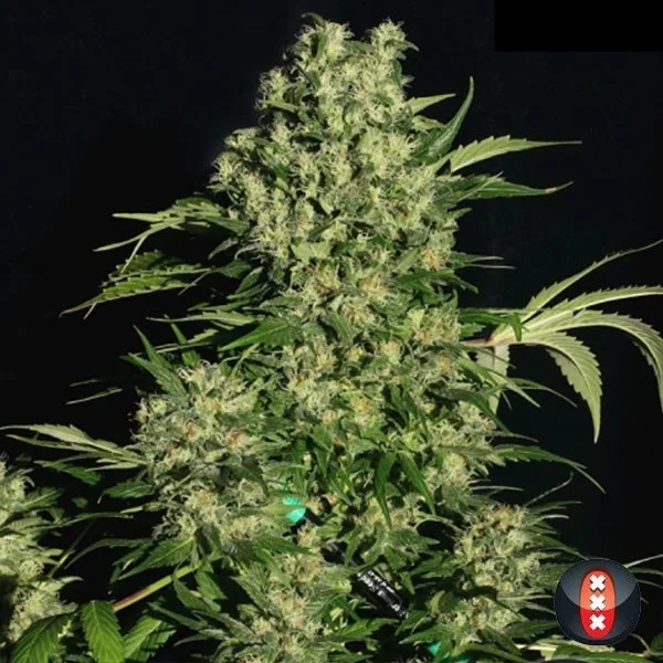 CBD Chronic
