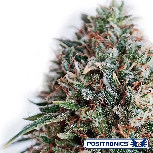 CBD+ Critical 47