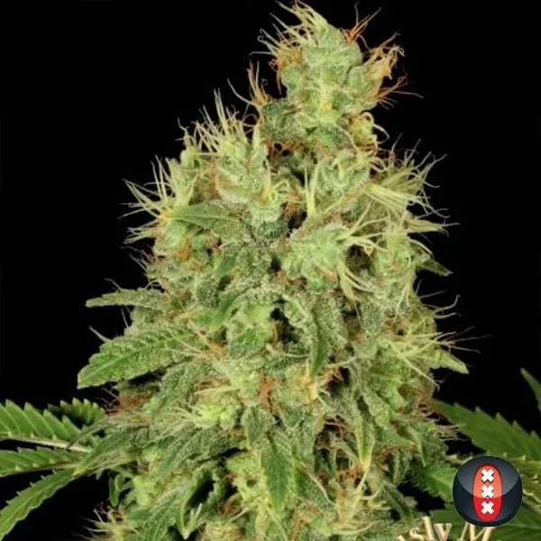 CBD Warlock