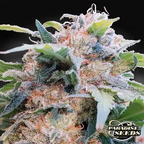 CBDream