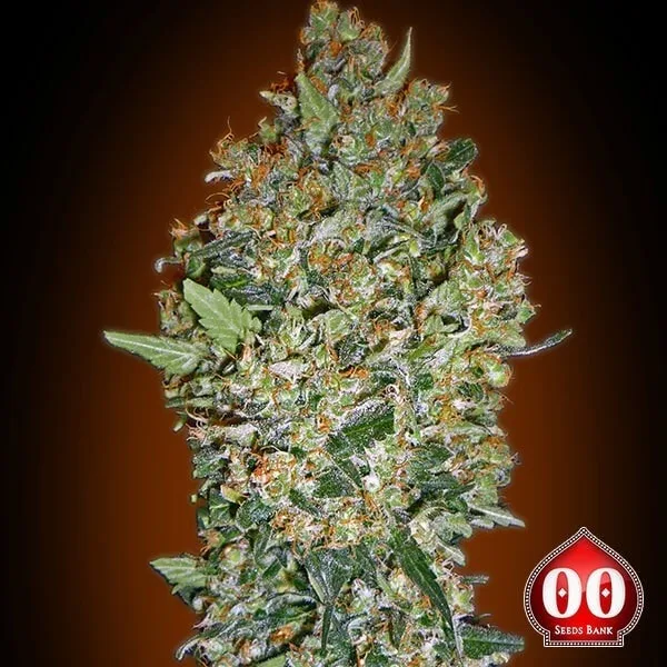 Cheese Berry