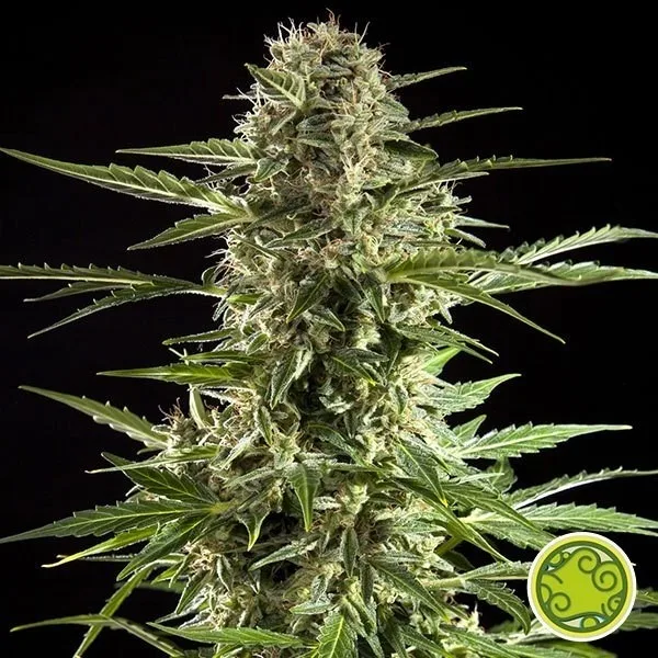 Cheesy Auto CBD