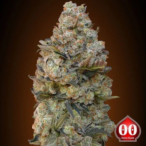 Chocolate Skunk