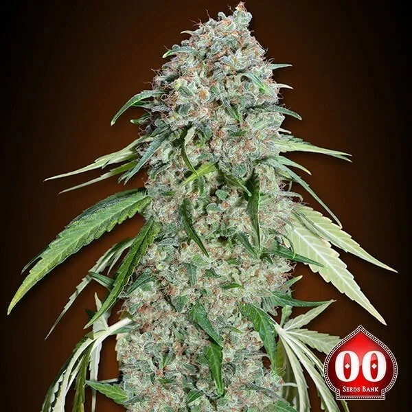 Chocolate Skunk CBD
