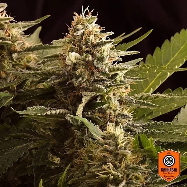 Colombian Jack