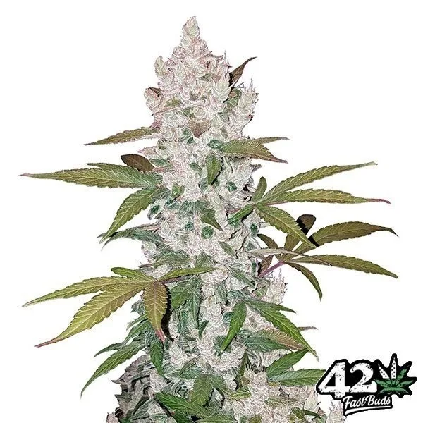 Cookies Auto