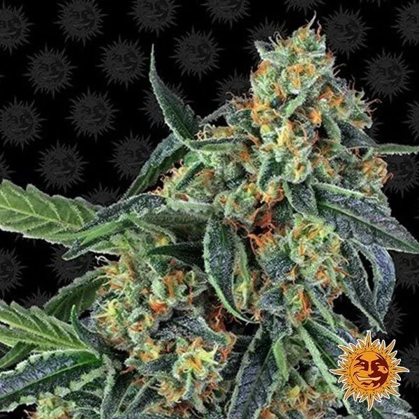 Cookies Kush