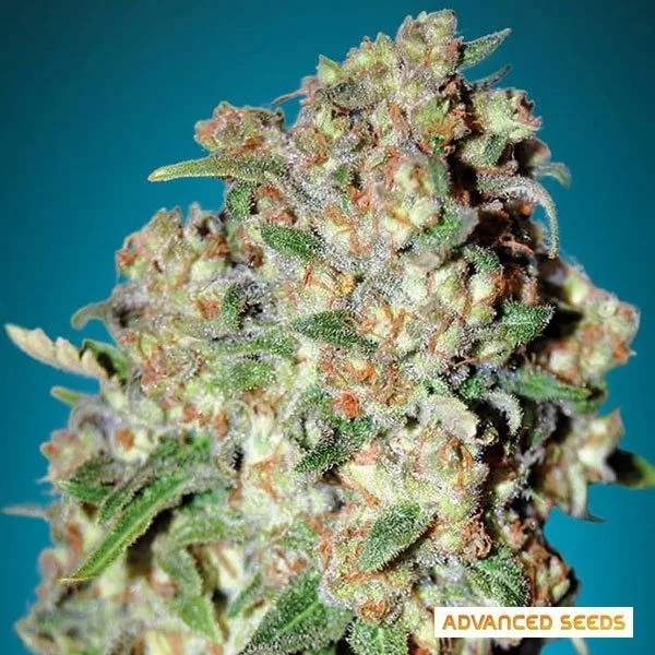 Critical
