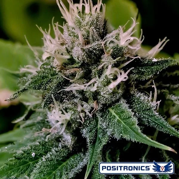 Critical 47 Express Auto
