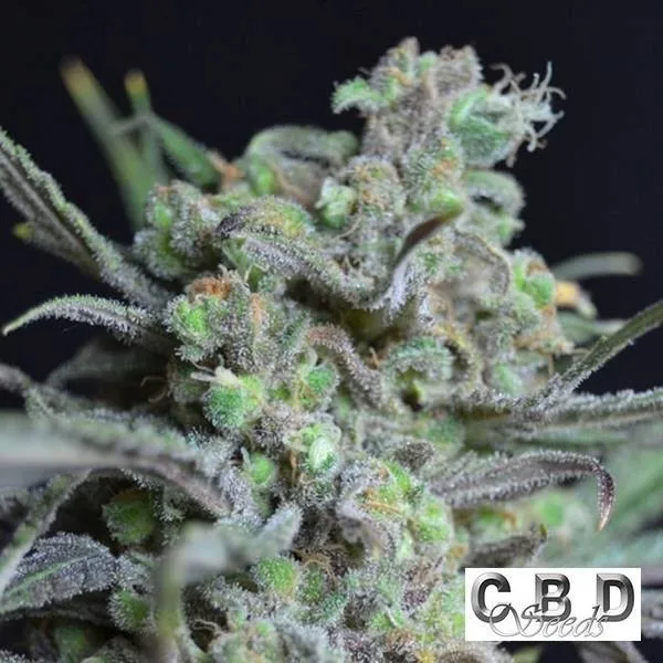 Critical