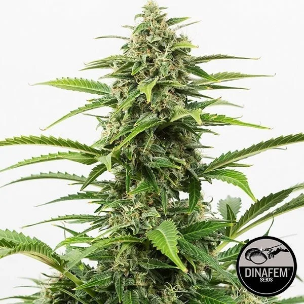 Critical+ Autoflowering