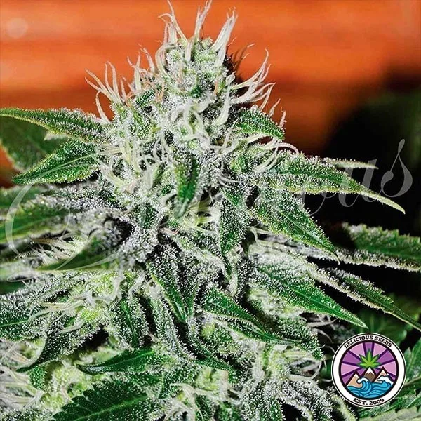 Critical Jack Herer