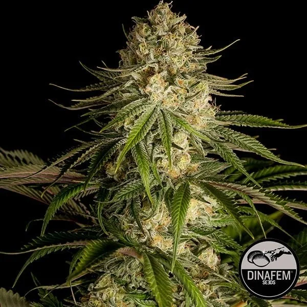 Critical Kush