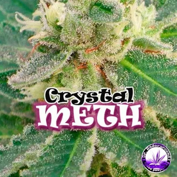 Crystal METH