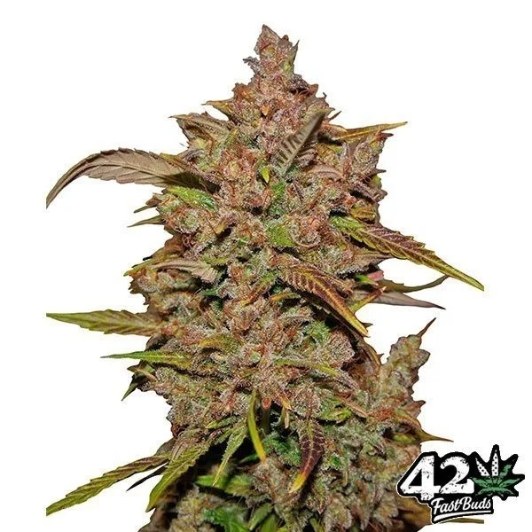 Crystal Meth Auto