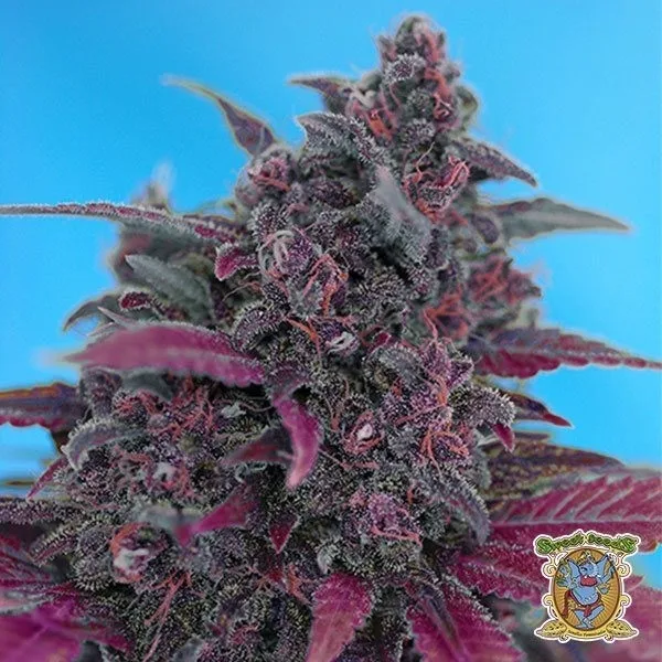 Dark Devil Auto