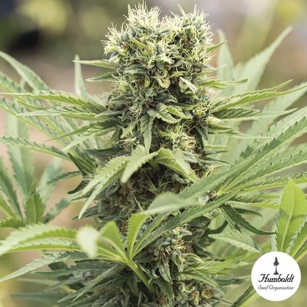 Dedoverde Haze