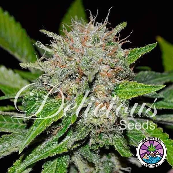 Deep Mandarine CBD