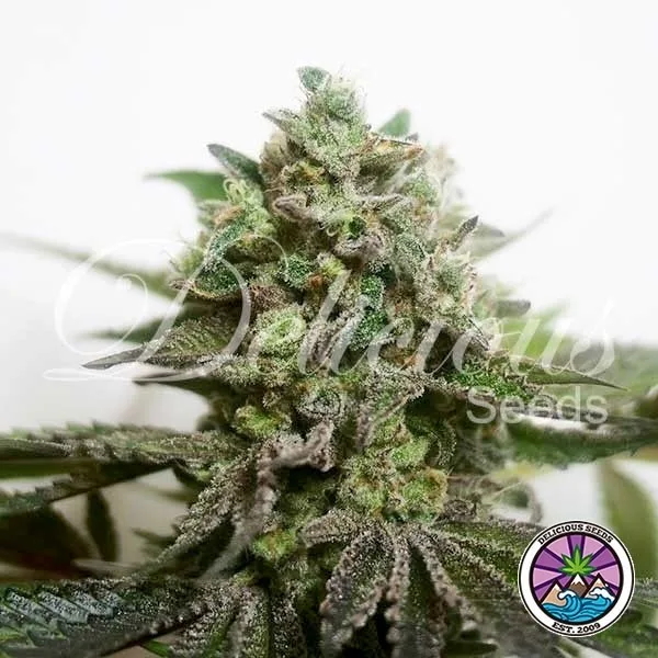 Delimed CBD Plus