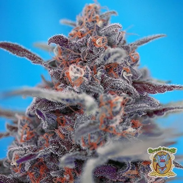 Devil Cream Auto