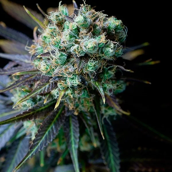 Dinamed CBD