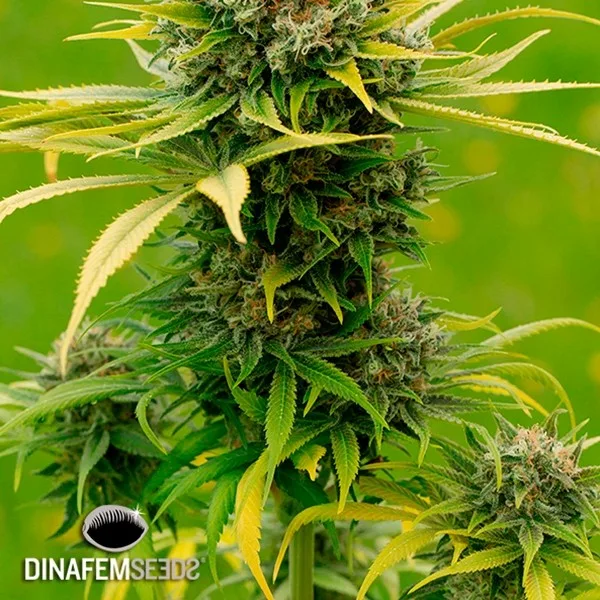 Dinamed CBD Plus
