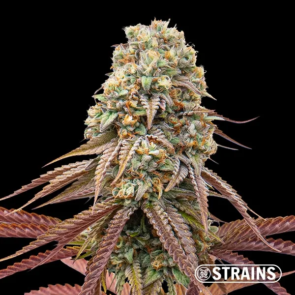 Dulce de Uva Auto