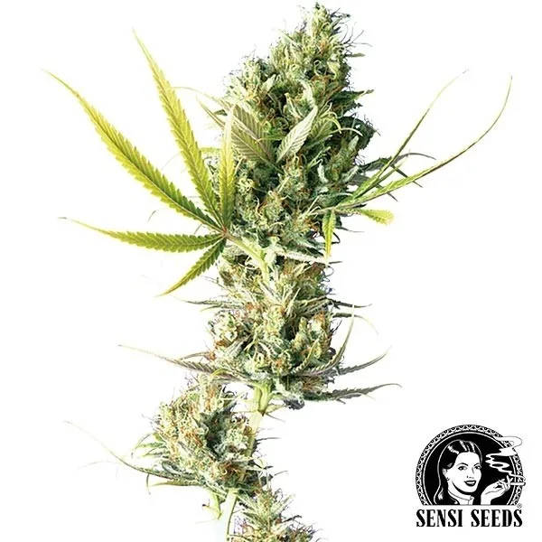 Durban regular