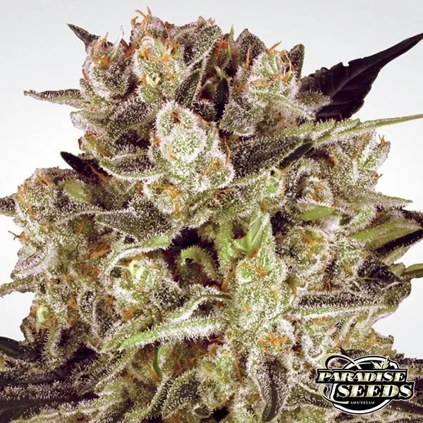 Durga Mata II CBD