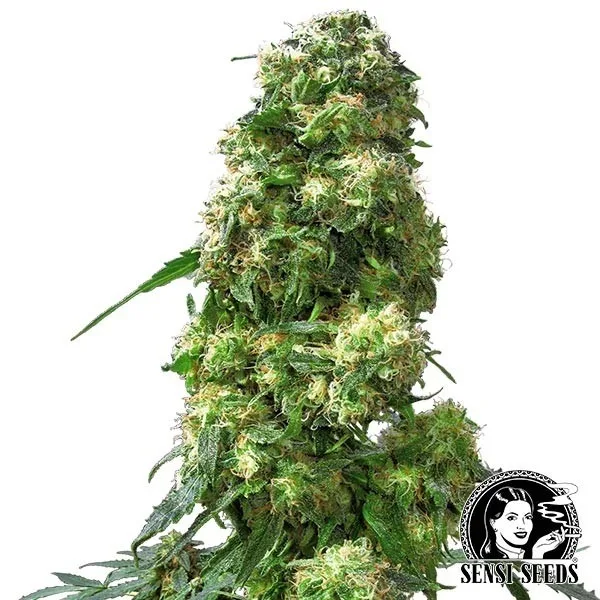 Early Skunk regular