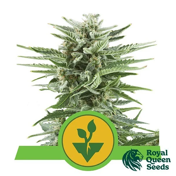 Easy Bud Auto